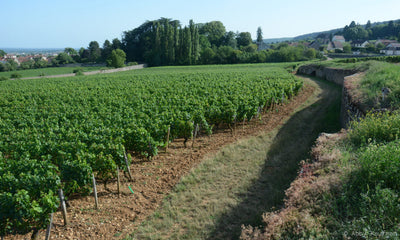 Starbright 2023s from Amélie Berthaut