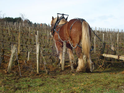 Les Horées: New Releases