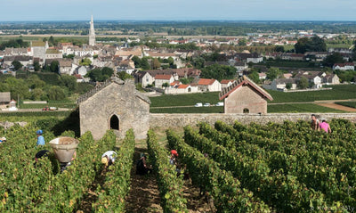 In Plain Site: 2017 Pierre Morey Meursault 1er Cru 'Les Tessons'