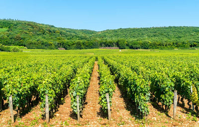 2022 Domaine de la Commaraine Nuits 1er Cru 'Aux Bousselots'