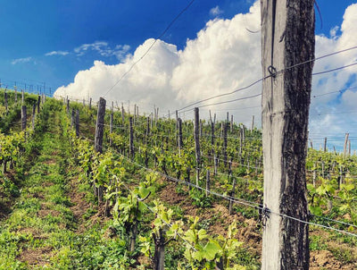 Wasenhaus: New Releases, Back Vintages