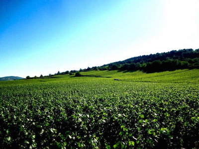 Call Me By My Name: 2020 Bernard Moreau Chassagne 'Champs Gain'